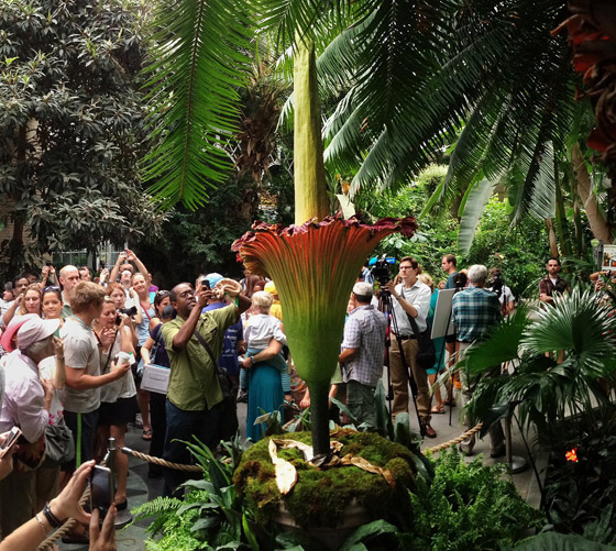 بالصور: تعرفوا إلى 4 من أغرب الزهور العجيبة في العالم صورة رقم 1