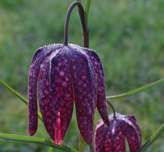 بالصور: تعرفوا إلى 4 من أغرب الزهور العجيبة في العالم صورة رقم 2