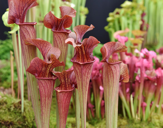 بالصور: تعرفوا إلى 4 من أغرب الزهور العجيبة في العالم صورة رقم 3