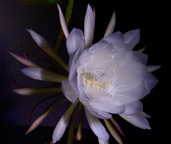 بالصور: تعرفوا إلى 4 من أغرب الزهور العجيبة في العالم صورة رقم 4