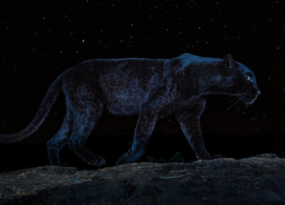 صور مذهلة لنمر أسود نادر في الظلام تحظى بانتشار واسع! صورة رقم 13