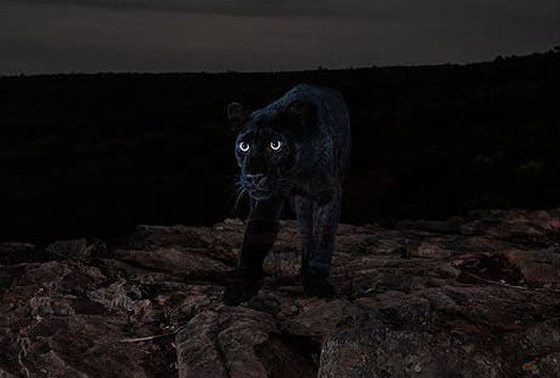 صور مذهلة لنمر أسود نادر في الظلام تحظى بانتشار واسع! صورة رقم 15