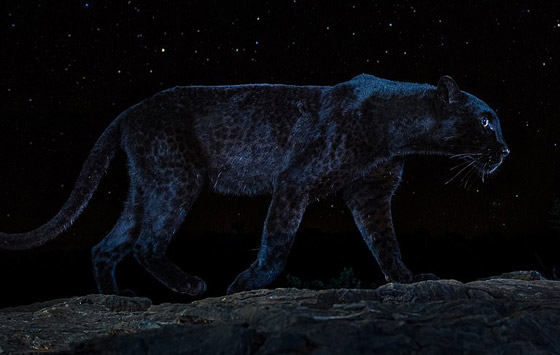 صور مذهلة لنمر أسود نادر في الظلام تحظى بانتشار واسع! صورة رقم 2