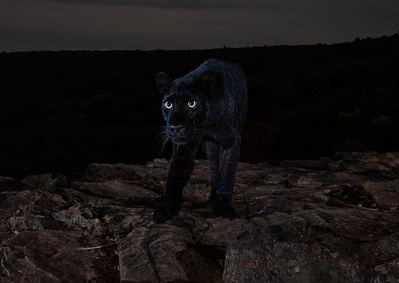 صور مذهلة لنمر أسود نادر في الظلام تحظى بانتشار واسع! صورة رقم 3