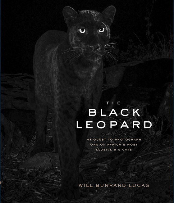 صور مذهلة لنمر أسود نادر في الظلام تحظى بانتشار واسع! صورة رقم 10