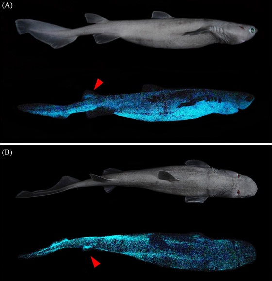 بالفيديو والصور: اكتشاف أكبر حيوان متوهج عملاق في شفق المحيط صورة رقم 1