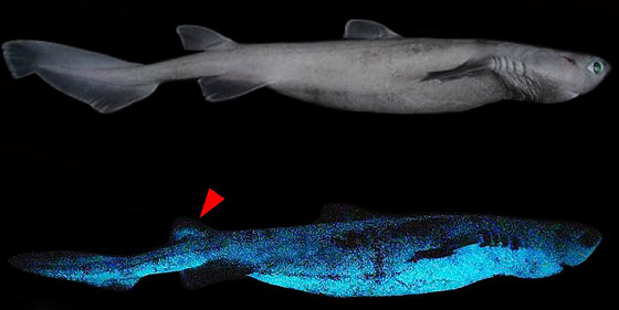 بالفيديو والصور: اكتشاف أكبر حيوان متوهج عملاق في شفق المحيط صورة رقم 2