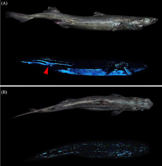 بالفيديو والصور: اكتشاف أكبر حيوان متوهج عملاق في شفق المحيط صورة رقم 4