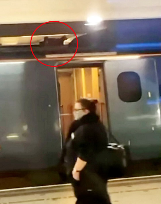 قطة عنيدة تعطل رحلة قطار سريع في لندن وعمال المحطة فشلوا بإبعادها صورة رقم 5