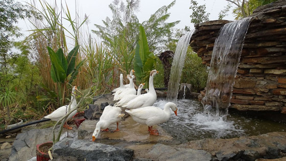 تعرفوا على القرية الهندية التي يزرع سكانها 111 شجرة مع مولد كل فتاة صورة رقم 10