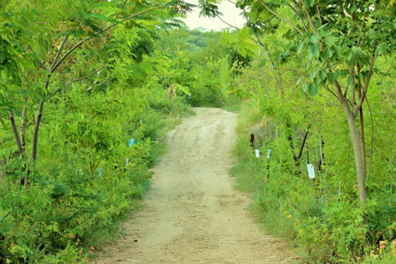 تعرفوا على القرية الهندية التي يزرع سكانها 111 شجرة مع مولد كل فتاة صورة رقم 15