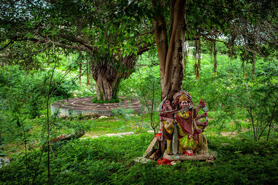 تعرفوا على القرية الهندية التي يزرع سكانها 111 شجرة مع مولد كل فتاة صورة رقم 16