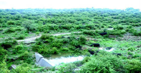 تعرفوا على القرية الهندية التي يزرع سكانها 111 شجرة مع مولد كل فتاة صورة رقم 18