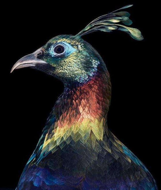 صور مدهشة: إليكم أغرب الطيور في أروع جلسات التصوير صورة رقم 1