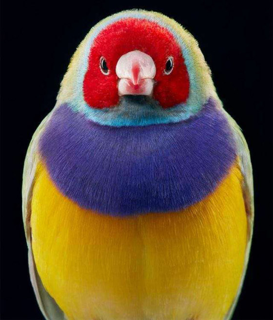 صور مدهشة: إليكم أغرب الطيور في أروع جلسات التصوير صورة رقم 3