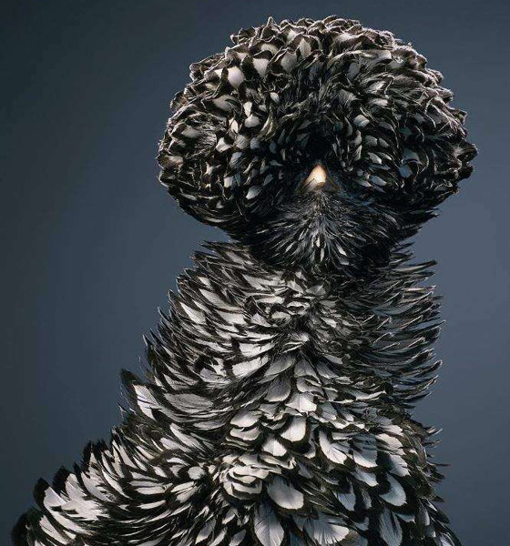 صور مدهشة: إليكم أغرب الطيور في أروع جلسات التصوير صورة رقم 4