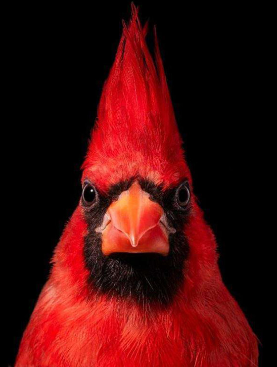 صور مدهشة: إليكم أغرب الطيور في أروع جلسات التصوير صورة رقم 5