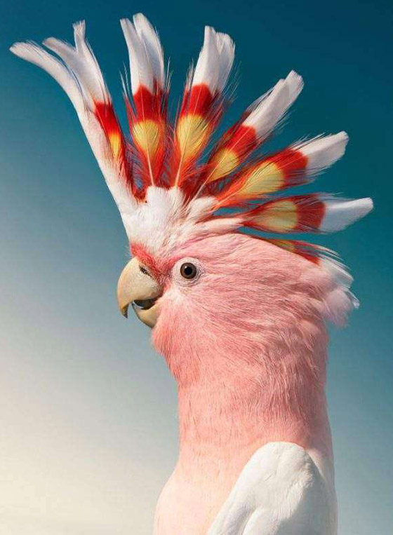 صور مدهشة: إليكم أغرب الطيور في أروع جلسات التصوير صورة رقم 6