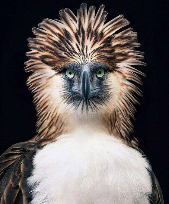 صور مدهشة: إليكم أغرب الطيور في أروع جلسات التصوير صورة رقم 7