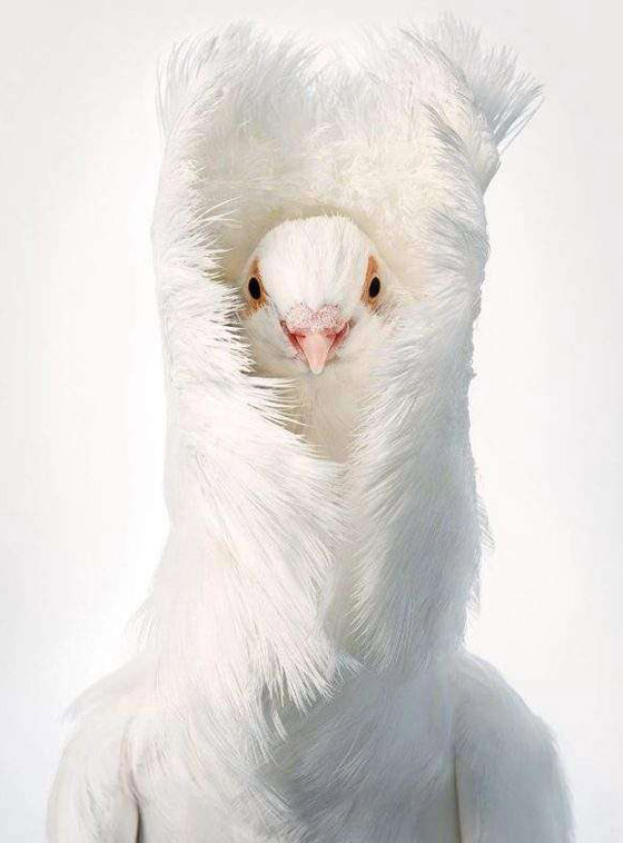 صور مدهشة: إليكم أغرب الطيور في أروع جلسات التصوير صورة رقم 8