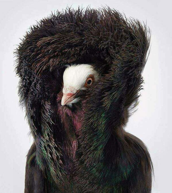 صور مدهشة: إليكم أغرب الطيور في أروع جلسات التصوير صورة رقم 9