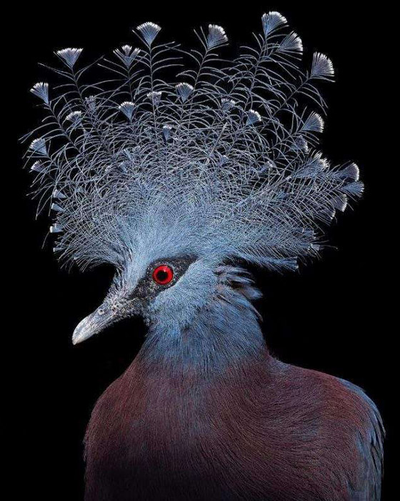 صور مدهشة: إليكم أغرب الطيور في أروع جلسات التصوير صورة رقم 10