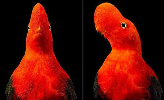 صور مدهشة: إليكم أغرب الطيور في أروع جلسات التصوير صورة رقم 11