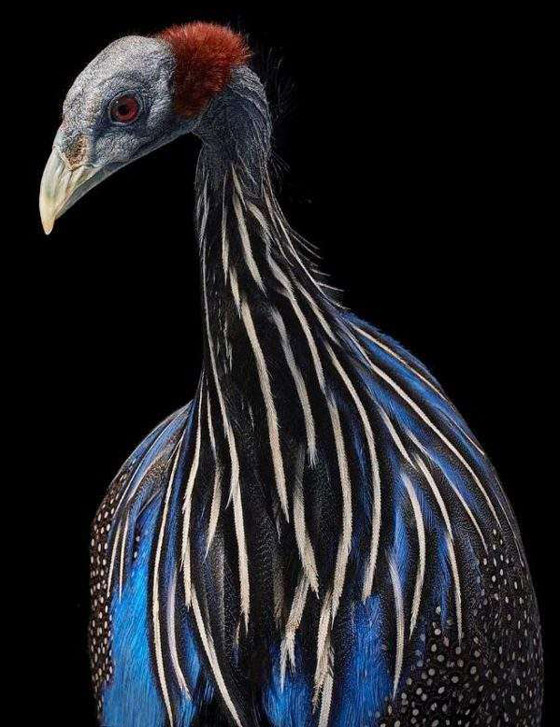 صور مدهشة: إليكم أغرب الطيور في أروع جلسات التصوير صورة رقم 13