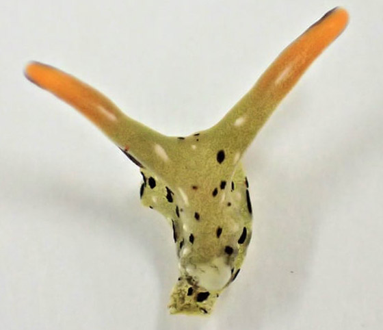 علماء يكتشفون رخويات بحرية تستطيع قطع رأسها وإعادة بناء جسم جديد! صورة رقم 1