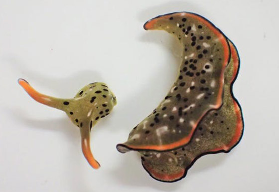 علماء يكتشفون رخويات بحرية تستطيع قطع رأسها وإعادة بناء جسم جديد! صورة رقم 2