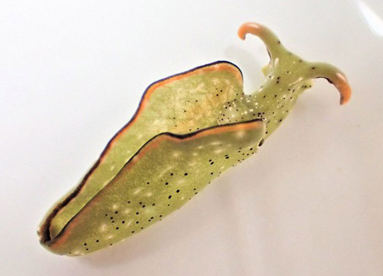 علماء يكتشفون رخويات بحرية تستطيع قطع رأسها وإعادة بناء جسم جديد! صورة رقم 3