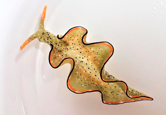 علماء يكتشفون رخويات بحرية تستطيع قطع رأسها وإعادة بناء جسم جديد! صورة رقم 4