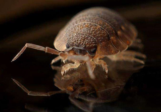 إليكم 7 أمور يحذر من البحث عنها على جوجل! صورة رقم 3