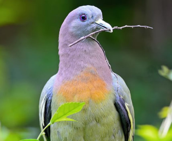 صور الحمام الجذاب تثير جدلا.. يعتقدون أنها مزيفة لجمالها! صورة رقم 2