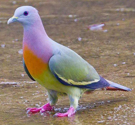 صور الحمام الجذاب تثير جدلا.. يعتقدون أنها مزيفة لجمالها! صورة رقم 1