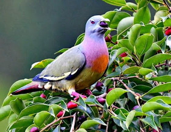 صور الحمام الجذاب تثير جدلا.. يعتقدون أنها مزيفة لجمالها! صورة رقم 3