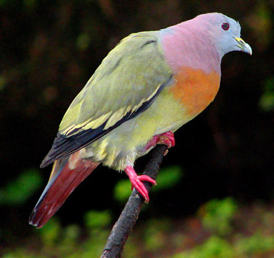 صور الحمام الجذاب تثير جدلا.. يعتقدون أنها مزيفة لجمالها! صورة رقم 4