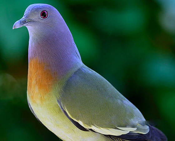 صور الحمام الجذاب تثير جدلا.. يعتقدون أنها مزيفة لجمالها! صورة رقم 5