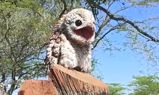 فيديو.. امرأة توثق ظهور الطائر 