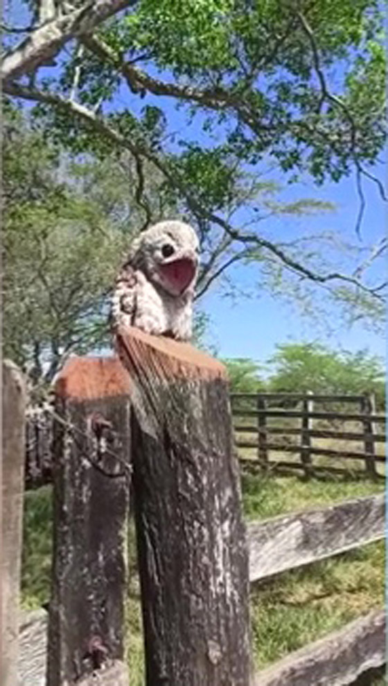 فيديو.. امرأة توثق ظهور الطائر 