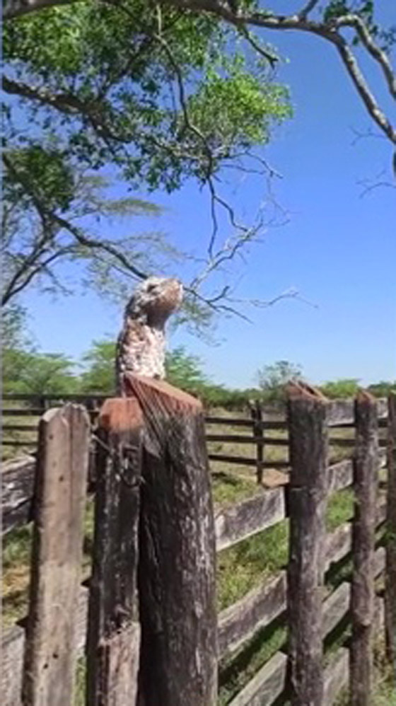 فيديو.. امرأة توثق ظهور الطائر 