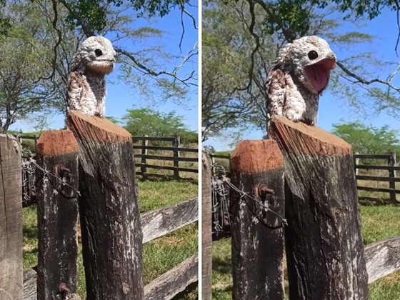 فيديو.. امرأة توثق ظهور الطائر 