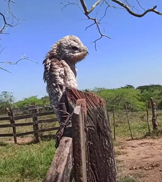 فيديو.. امرأة توثق ظهور الطائر 