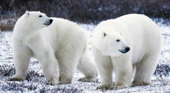 حقائق غريبة ومدهشة من الحياة.. لا يعرفها كثيرون! صورة رقم 1