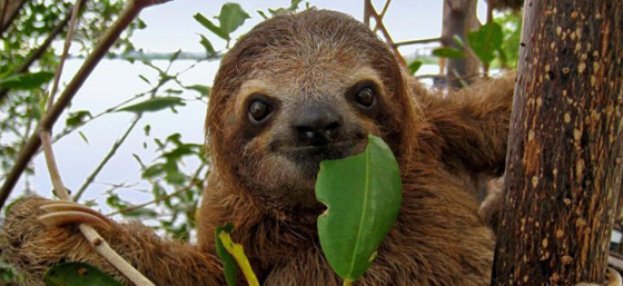 حقائق غريبة ومدهشة من الحياة.. لا يعرفها كثيرون! صورة رقم 4