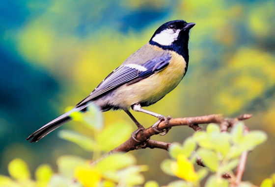 لماذا تغرد الطيور وتزقزق العصافير باكرا؟ صورة رقم 2