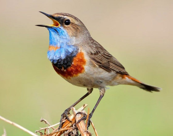 لماذا تغرد الطيور وتزقزق العصافير باكرا؟ صورة رقم 3