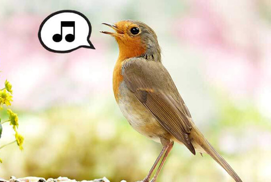 لماذا تغرد الطيور وتزقزق العصافير باكرا؟ صورة رقم 1