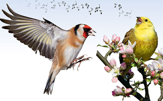 لماذا تغرد الطيور وتزقزق العصافير باكرا؟ صورة رقم 4