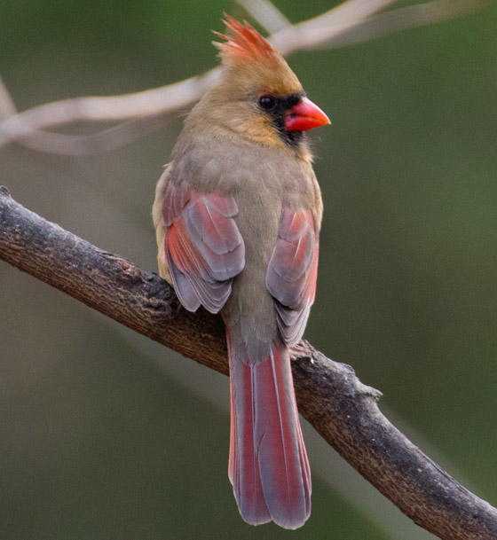 لماذا تغرد الطيور وتزقزق العصافير باكرا؟ صورة رقم 5